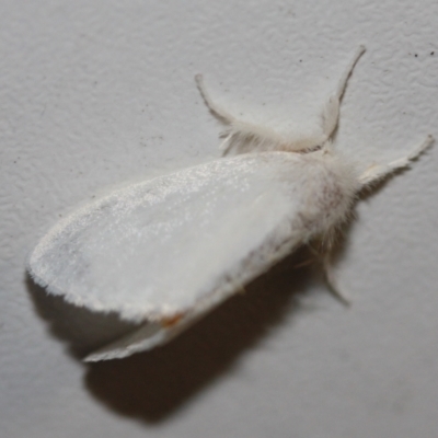 Acyphas (genus) (An Erebid moth) at Tathra Public School - 10 Mar 2022 by KerryVance