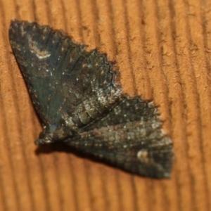 Eucymatoge scotodes at Tathra, NSW - 15 Mar 2022