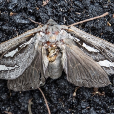 Abantiades (genus) (A Swift or Ghost moth) at Tidbinbilla Nature Reserve - 16 Mar 2022 by SWishart