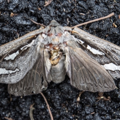 Abantiades sp. (genus) (A Swift or Ghost moth) at Paddys River, ACT - 15 Mar 2022 by SWishart