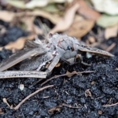 Abantiades sp. (genus) at Paddys River, ACT - 16 Mar 2022