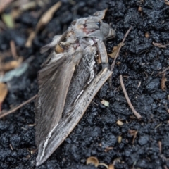 Abantiades (genus) at Paddys River, ACT - 16 Mar 2022 10:02 AM