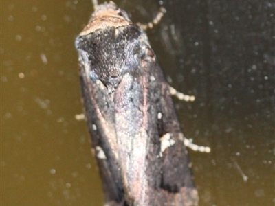 Proteuxoa sp. (17) (MoV, Part 9) (A Noctuid moth (Acronictinae) at Tathra, NSW - 14 Mar 2022 by KerryVance2