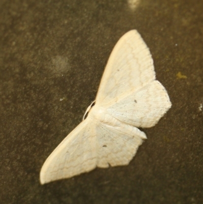 Scopula perlata (Cream Wave) at Tathra, NSW - 15 Mar 2022 by KerryVance2