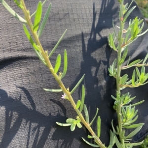 Lythrum hyssopifolia at Hackett, ACT - 18 Mar 2022