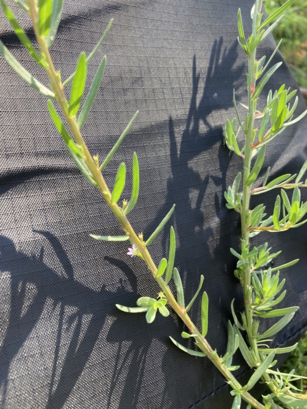 Lythrum hyssopifolia at Hackett, ACT - 18 Mar 2022