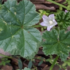 Malva neglecta (Dwarf Mallow) at Watson Green Space - 18 Mar 2022 by AniseStar