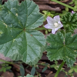 Malva neglecta at Watson, ACT - 18 Mar 2022 01:17 PM