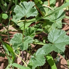 Malva neglecta at Watson, ACT - 18 Mar 2022 01:17 PM