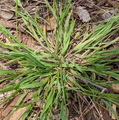 Ehrharta (genus) (Veldtgrass) at Watson, ACT - 18 Mar 2022 by AniseStar