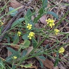 Hirschfeldia incana (Buchan Weed) at Watson, ACT - 18 Mar 2022 by AniseStar