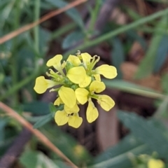 Hirschfeldia incana at Watson, ACT - 18 Mar 2022 01:29 PM