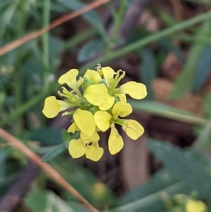 Hirschfeldia incana at Watson, ACT - 18 Mar 2022