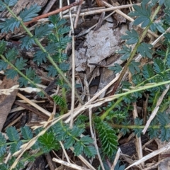 Acaena (genus) (A Sheep's Burr) at Watson, ACT - 18 Mar 2022 by AniseStar