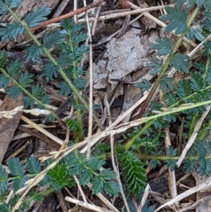 Acaena sp. at Watson, ACT - 18 Mar 2022