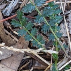 Acaena sp. at Watson, ACT - 18 Mar 2022