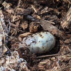 Scarabaeidae (family) (Scarab beetle, curl grub) at Watson Green Space - 18 Mar 2022 by AniseStar