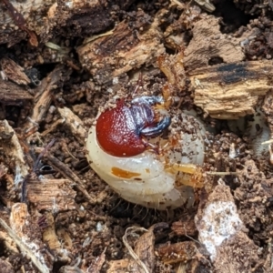 Scarabaeidae (family) at Watson, ACT - 18 Mar 2022 02:05 PM