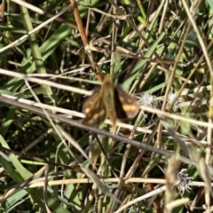 Ocybadistes walkeri (Green Grass-dart) at Googong, NSW - 17 Mar 2022 by Wandiyali