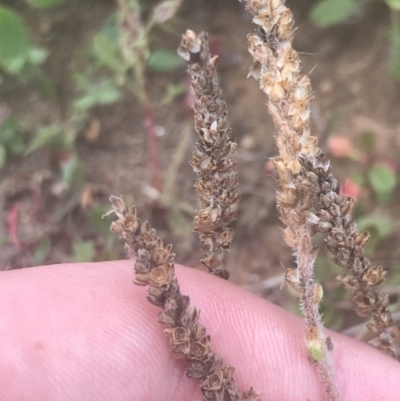 Plantago euryphylla (A Plantain) at Cooleman, NSW - 12 Mar 2022 by Tapirlord