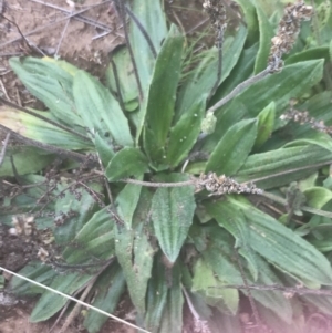 Plantago euryphylla at Cooleman, NSW - 12 Mar 2022