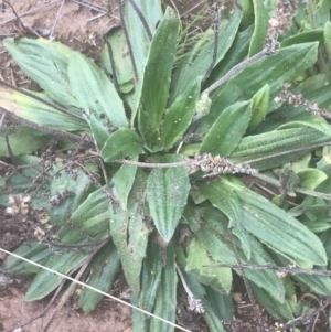 Plantago euryphylla at Cooleman, NSW - 12 Mar 2022