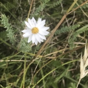 Rhodanthe anthemoides at Tantangara, NSW - 12 Mar 2022 01:26 PM