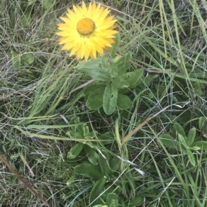 Xerochrysum subundulatum at Tantangara, NSW - 12 Mar 2022 01:26 PM