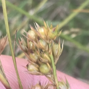 Juncus tenuis at Cooleman, NSW - 12 Mar 2022 01:28 PM