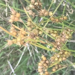 Juncus tenuis at Cooleman, NSW - 12 Mar 2022