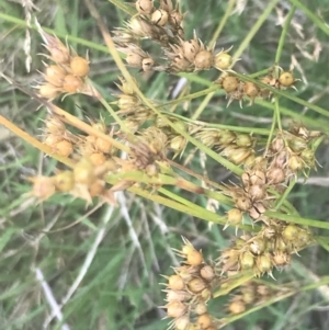 Juncus tenuis at Cooleman, NSW - 12 Mar 2022 01:28 PM