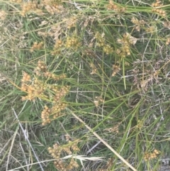 Juncus tenuis at Cooleman, NSW - 12 Mar 2022 01:28 PM