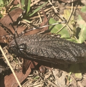 Acripeza reticulata at Cooleman, NSW - 12 Mar 2022