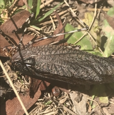 Acripeza reticulata (Mountain Katydid) at Kosciuszko National Park - 12 Mar 2022 by Tapirlord