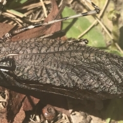 Acripeza reticulata at Cooleman, NSW - 12 Mar 2022