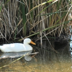 Anas platyrhynchos (Mallard (Domestic Type)) at Yerrabi Pond - 14 Mar 2022 by TrishGungahlin