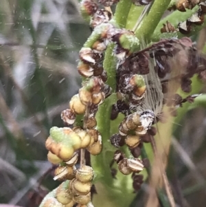 Sceptridium australe at Bimberi, NSW - 12 Mar 2022