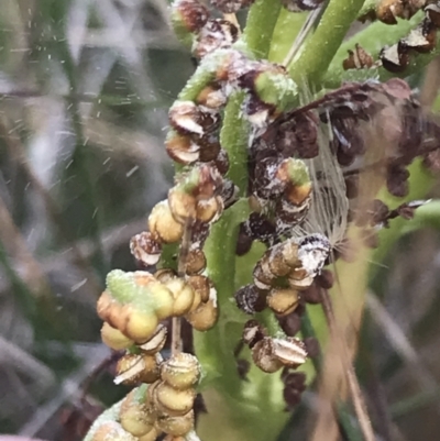 Sceptridium australe (Austral Moonwort) at Bimberi, NSW - 12 Mar 2022 by Tapirlord