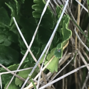 Botrychium australe at Bimberi, NSW - 12 Mar 2022