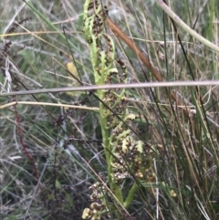 Sceptridium australe at Bimberi, NSW - 12 Mar 2022