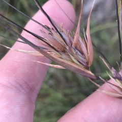 Themeda triandra (Kangaroo Grass) at Bimberi, NSW - 12 Mar 2022 by Tapirlord