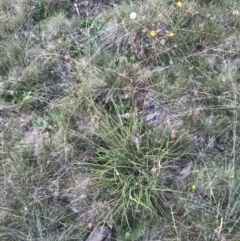 Themeda triandra at Bimberi, NSW - 12 Mar 2022 02:32 PM