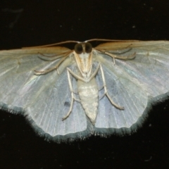 Poecilasthena thalassias at Tathra, NSW - 16 Mar 2022