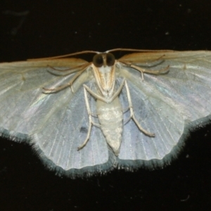 Poecilasthena thalassias at Tathra, NSW - 16 Mar 2022