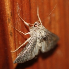 Unidentified Noctuoid moth (except Arctiinae) at Tathra, NSW - 10 Mar 2022 by KerryVance