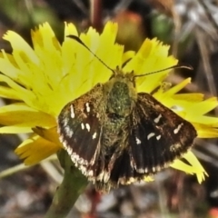 Atkinsia dominula (Two-brand grass-skipper) at Booth, ACT - 18 Mar 2022 by JohnBundock