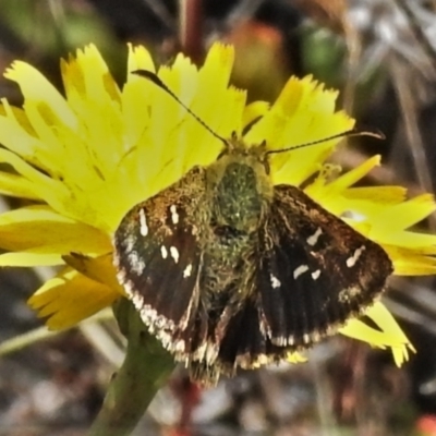 Atkinsia dominula (Two-brand grass-skipper) at Namadgi National Park - 18 Mar 2022 by JohnBundock