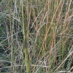 Sporobolus creber (Slender Rat's Tail Grass) at Callum Brae - 18 Mar 2022 by CallumBraeRuralProperty