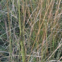 Sporobolus creber (Slender Rat's Tail Grass) at Jerrabomberra, ACT - 18 Mar 2022 by CallumBraeRuralProperty