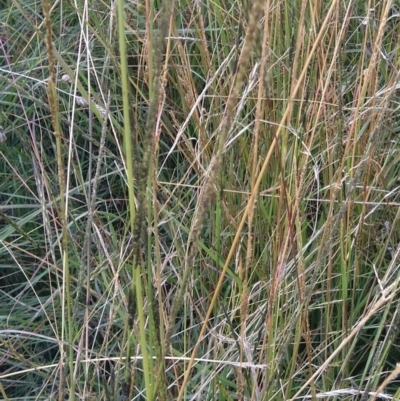 Sporobolus creber (Slender Rat's Tail Grass) at Callum Brae - 18 Mar 2022 by CallumBraeRuralProperty